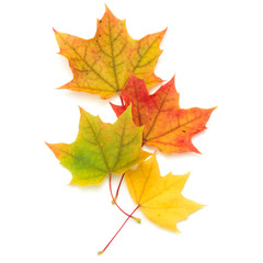colorful autumn maple leaf isolated on white background