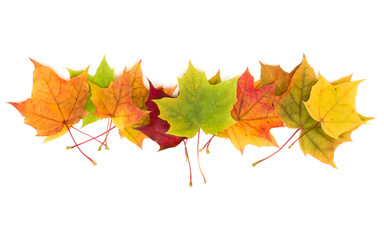 Naklejka na ściany i meble colorful autumn maple leaf isolated on white background