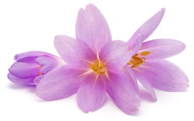 Fototapeta na wymiar lilac crocus flowers isolated on white background