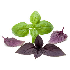 Close up studio shot of fresh green and red basil herb leaves mix isolated on white background. Sweet Genovese basil and Purple Dark Opal Basil.