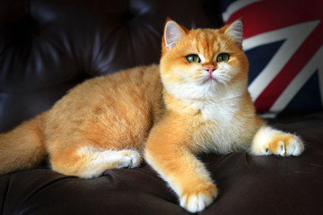 Cute cat on the sofa