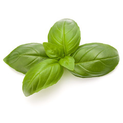 Sweet basil herb leaves isolated on white background closeup
