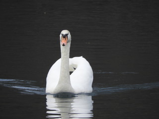 Schwan © wupperfotos