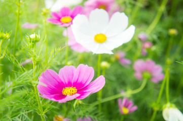 Fototapeta premium flowers, cosmos white and pink flowers in the park ,colorful flowers , pastel style
