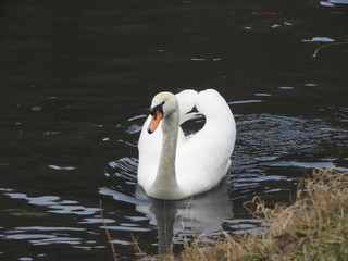 Schwan © wupperfotos