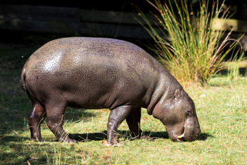 Hippopotame Nain