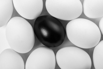 chicken white eggs closeup