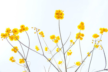 Yellow cotton flowers, Silk Cotton flowers, Tree beautiful in sky