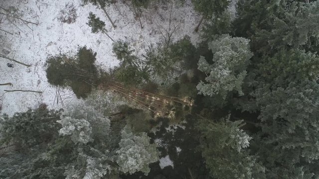 AERIAL APPROACHING: Flying above buckloggers cutting fallen and delimbed trees into logs using chainsaw on forest clearing under tall covered with snow spruce canopies. Deforestation & timber industry