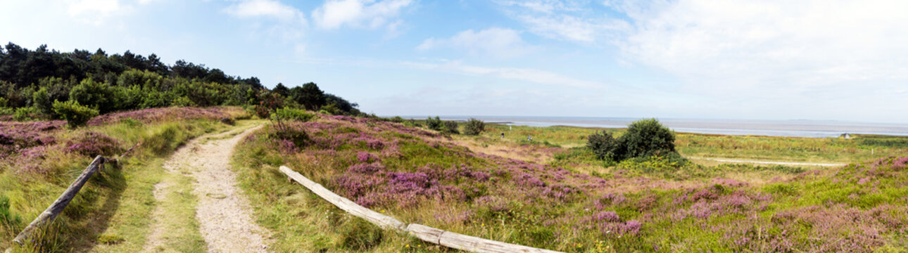 Sommer in der Duhner Heide in Cuxhaven an der Nordseek&uuml;ste