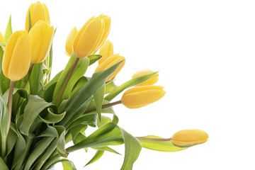 Fresh yellow tulips on white wooden table