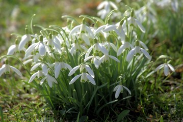 Obraz premium Schneeglöckchen in Schönenberg, Gemeinde Rupichterot