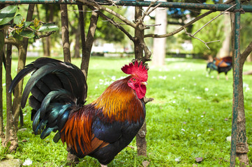 Rooster in the park in Lisbon, Portugal
