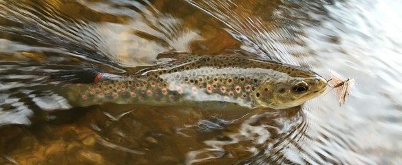 Truite en Loz&egrave;re sur l'Ance du Sud