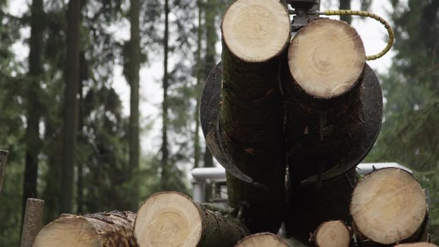 CLOSE UP DOF Swing arm putting delimbed cut logs and tree trunks on log loader in dense lush green woods in the wilderness. Forwarder loading harvest and moving wood outside the forest to sawmill