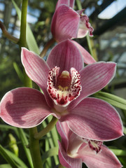 Fototapeta na wymiar Розовая орхидея в оранжерее