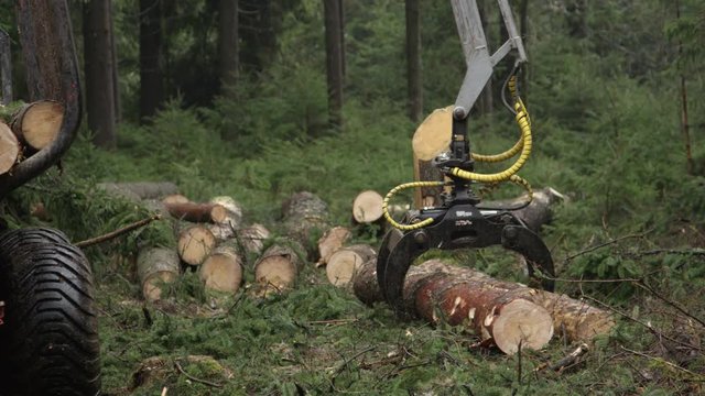CLOSE UP DOF Harvesting and putting delimbed cut logs and tree trunks on log loader in dense lush green woods in the wilderness. Forwarder loading harvest and moving wood outside the forest to sawmill