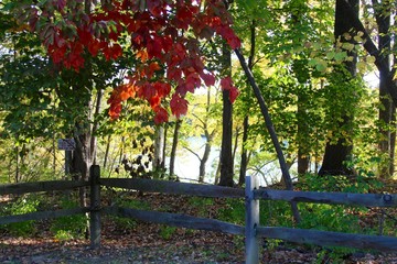 A autumn scene in the forest,