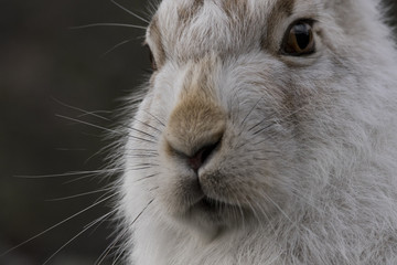 Mountain Hare