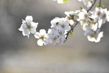 The almond tree white flowers on branch at spring