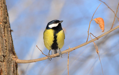 Синица на ветке.