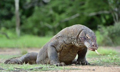 Komodo dragon ( Varanus komodoensis ) with the  forked tongue sniff air. Biggest in the world living lizard in natural habitat. Island Rinca. Indonesia.