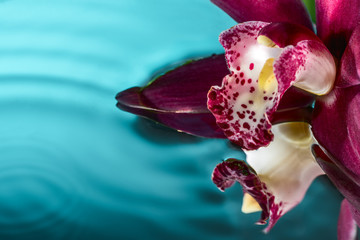 card magenta orchid and water splash