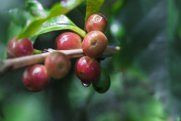 Coffee beans on coffee tree, branch of a coffee tree with ripe fruits. Concept Image