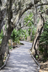 Boardwalk through Florida oak hammock