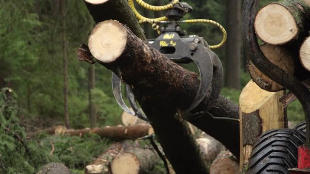 CLOSE UP DOF Harvesting and putting delimbed cut logs and tree trunks on log loader in dense lush green woods in the wilderness. Forwarder loading harvest and moving wood outside the forest to sawmill