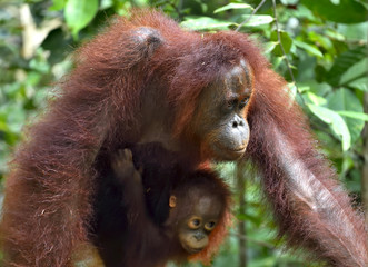 Mother orangutan and cub in a natural habitat. Bornean orangutan (Pongo  pygmaeus wurmmbii) in the wild nature. Rainforest of Island Borneo. Indonesia.
