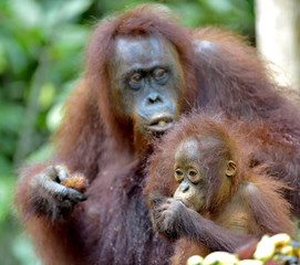 Naklejka premium Mother orangutan and cub in a natural habitat. Bornean orangutan (Pongo pygmaeus wurmmbii) in the wild nature. Rainforest of Island Borneo. Indonesia.