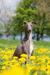 Portrait of nice italian greyhound