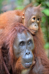 Mother orangutan and cub in a natural habitat. Bornean orangutan (Pongo  pygmaeus wurmmbii) in the wild nature. Rainforest of Island Borneo. Indonesia.