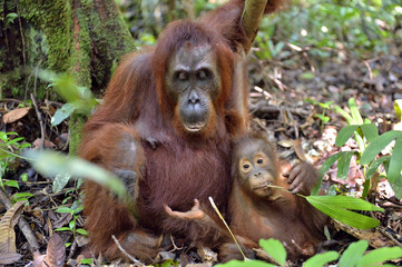 Mother orangutan and cub in a natural habitat. Bornean orangutan (Pongo  pygmaeus wurmmbii) in the wild nature. Rainforest of Island Borneo. Indonesia.