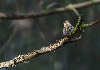 Pinson des arbres