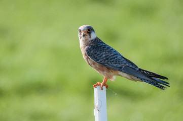 falcon (Falco subbuteo) on a soft green background - 140232805
