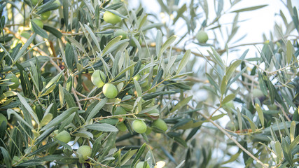 Olives on olive tree branch.
