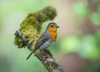 robin redbreast sitting on a mossy branch