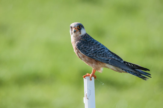 falcon (Falco subbuteo) on a soft green background