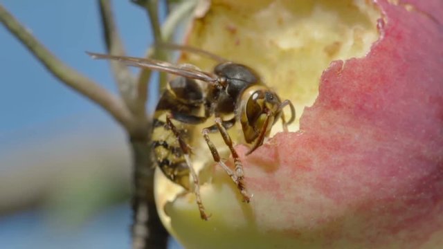 Hornet eats red apple