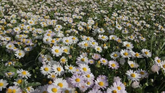 G&auml;nsebl&uuml;mchenwiese