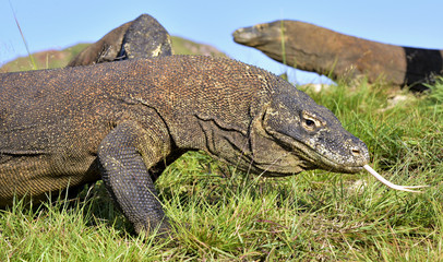 Komodo dragon ( Varanus komodoensis ) with the  forked tongue sn