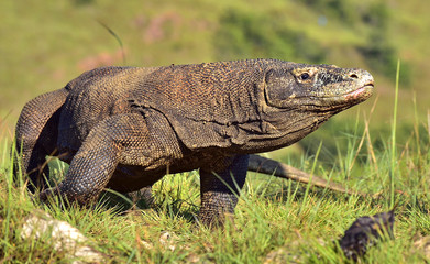 Portrait of the Komodo dragon ( Varanus komodoensis ) is the big