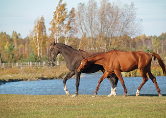 The pair of young horses plays on a green meadow