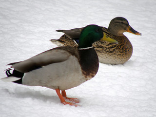 Wild ducks in the snow