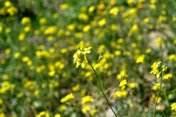 Capsella bursa-pastoris, shepherd's purse at nature