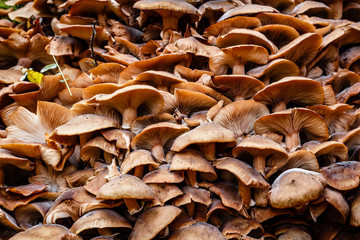 Autumn mushrooms