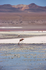 Flamingos at the colourful Laguna Colorada on the Altiplano high plateau, Bolivia