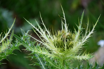 Alpen-Kratzdistel, Alpenblume